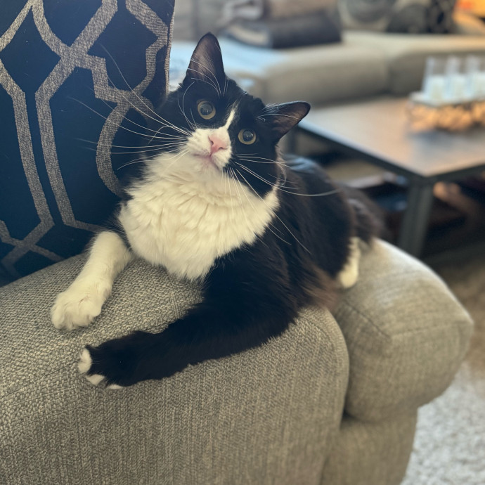 Best Las Vegas Cat Sitter