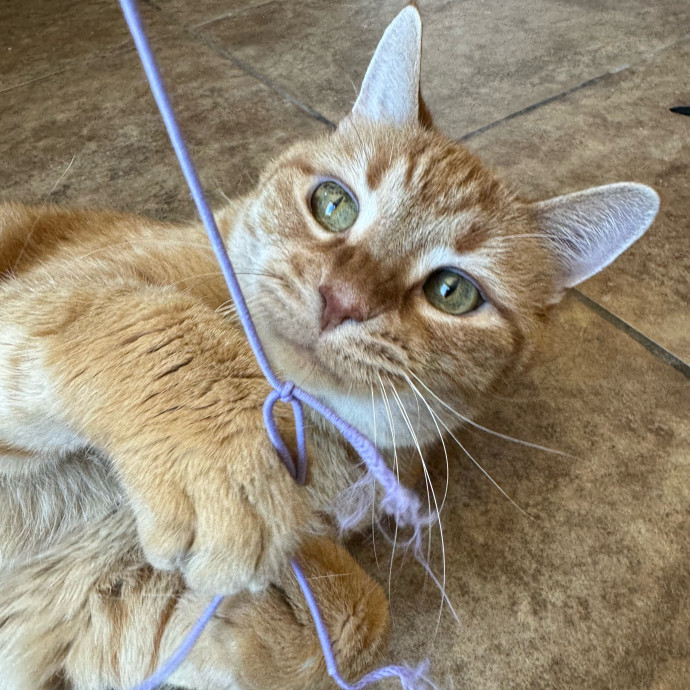 Best Las Vegas Cat Sitter