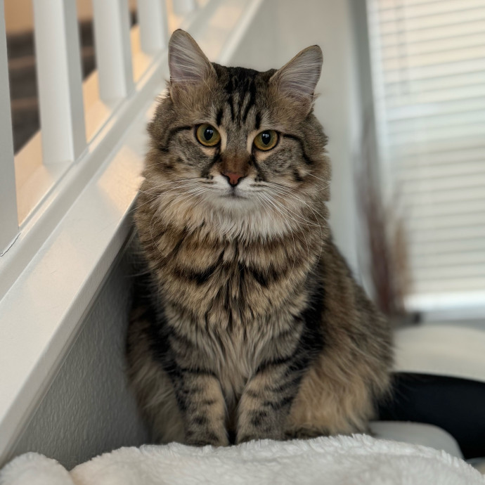Best Las Vegas Cat Sitter