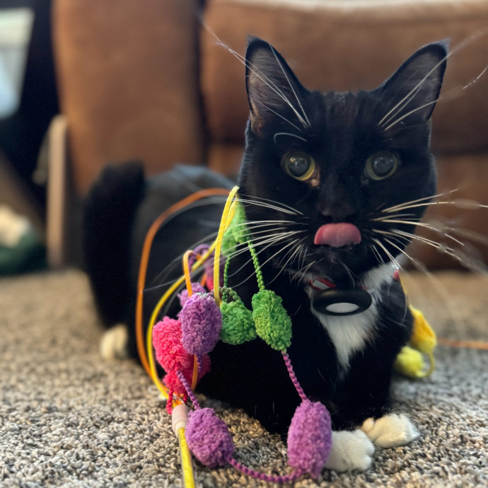 Best Las Vegas Cat Sitter