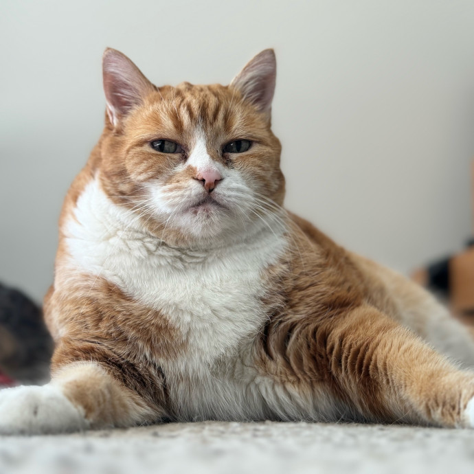 Best Las Vegas Cat Sitter