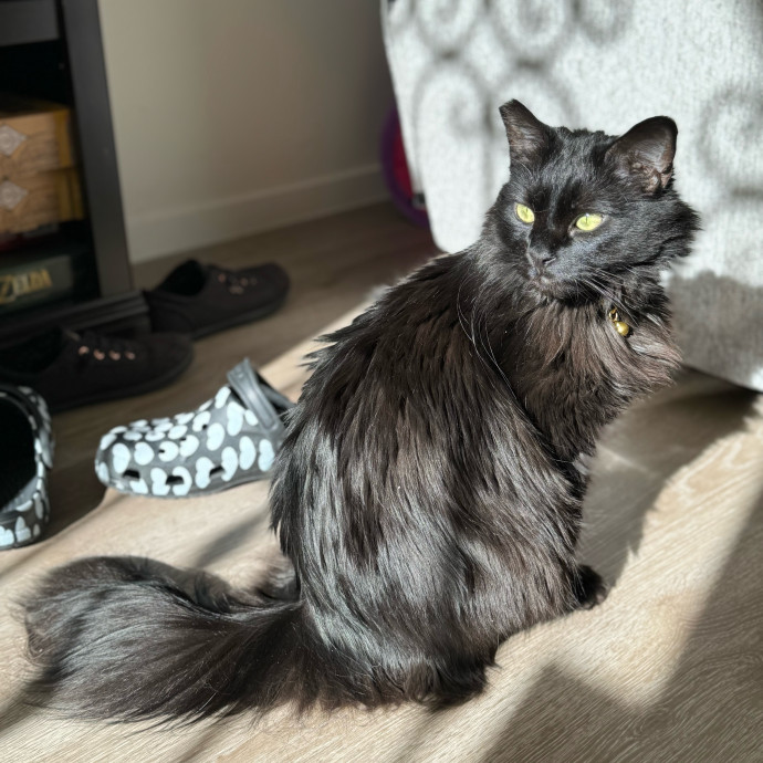 Best Las Vegas Cat Sitter