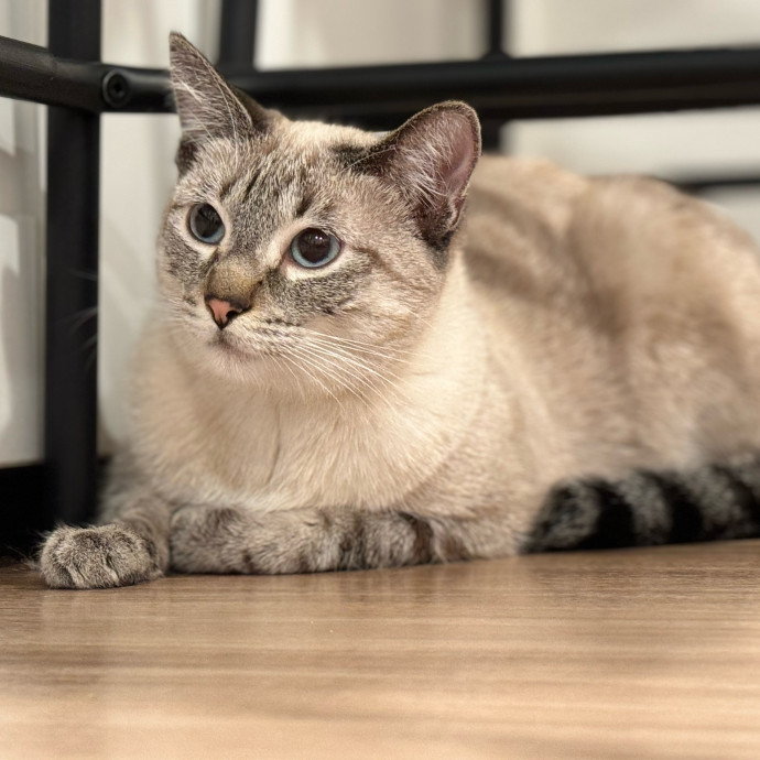 Best Las Vegas Cat Sitter