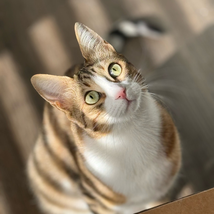 Best Las Vegas Cat Sitter