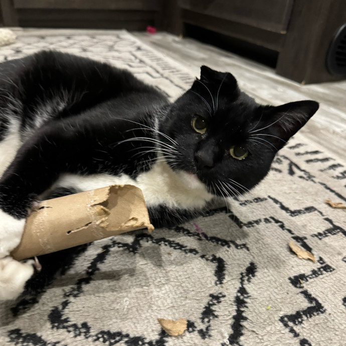 Best Las Vegas Cat Sitter