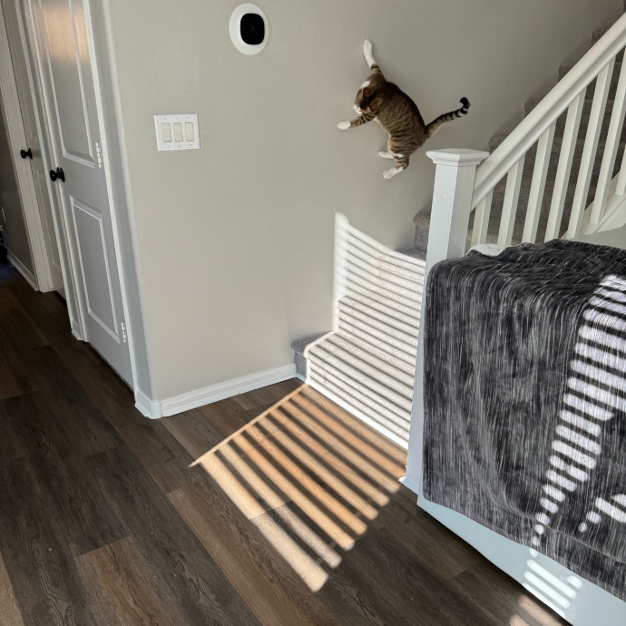 Best Las Vegas Cat Sitter