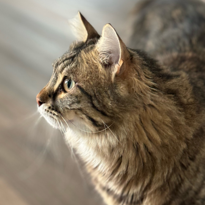 Best Las Vegas Cat Sitter