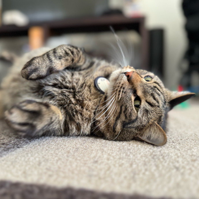 Best Las Vegas Cat Sitter