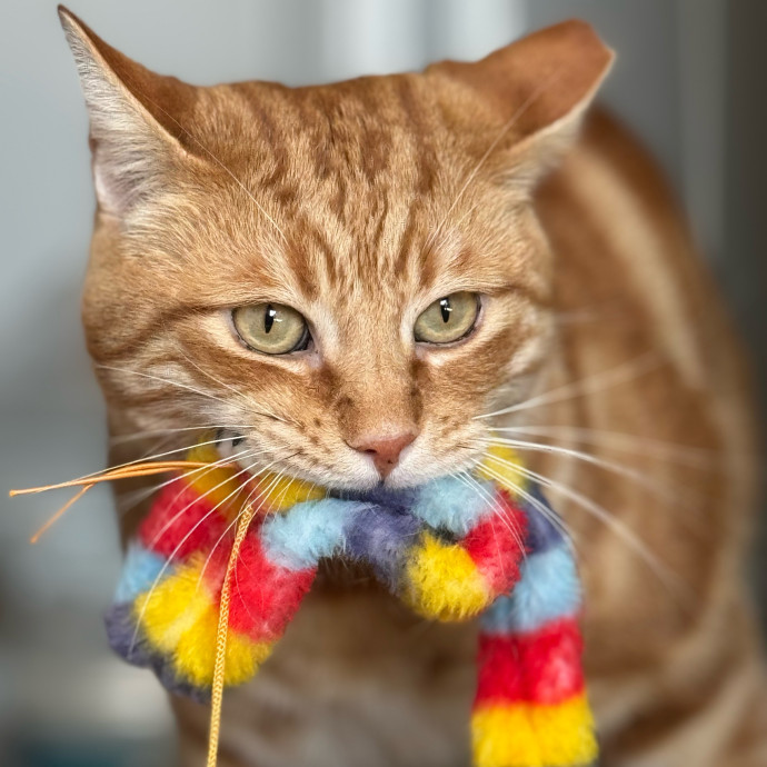 Best Las Vegas Cat Sitter