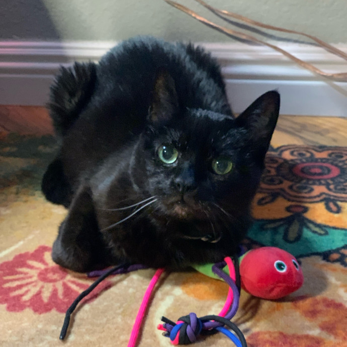 Best Las Vegas Cat Sitter