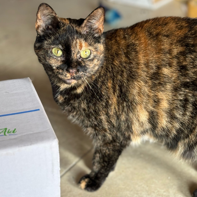 Best Las Vegas Cat Sitter