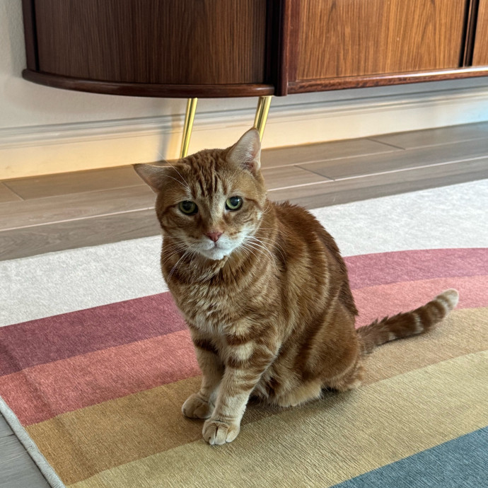 Best Las Vegas Cat Sitter