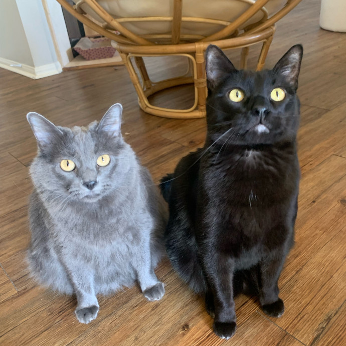 Best Las Vegas Cat Sitter