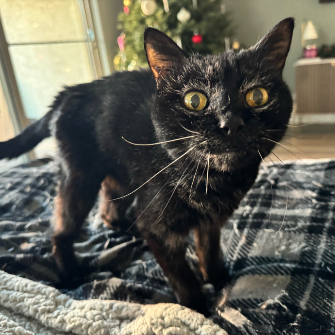 Best Las Vegas Cat Sitter