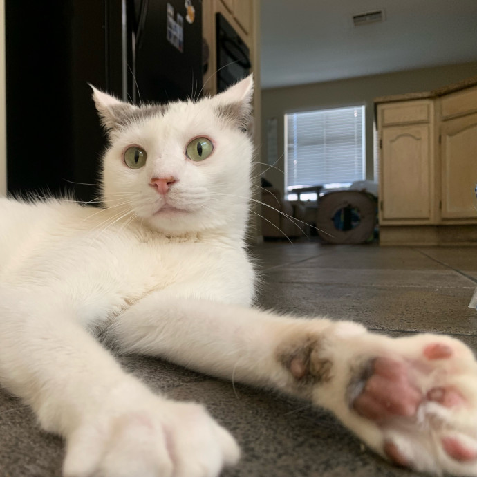 Best Las Vegas Cat Sitter