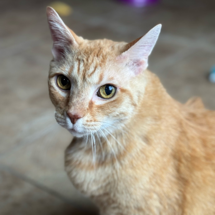 Best Las Vegas Cat Sitter