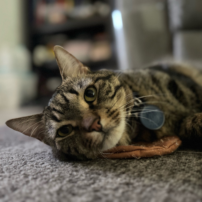 Best Las Vegas Cat Sitter