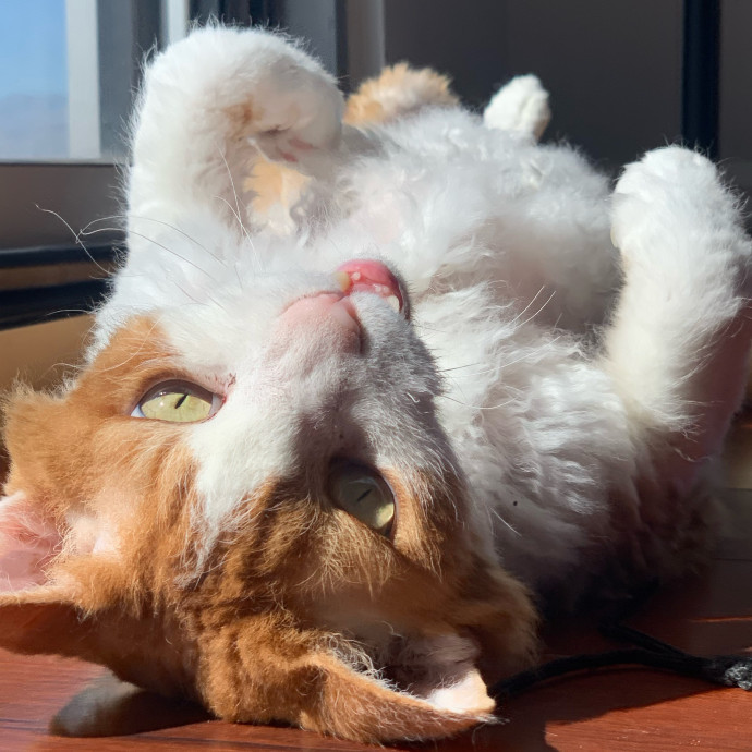 Best Las Vegas Cat Sitter