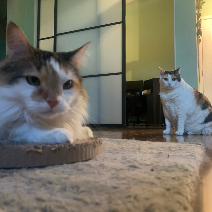Best Las Vegas Cat Sitter