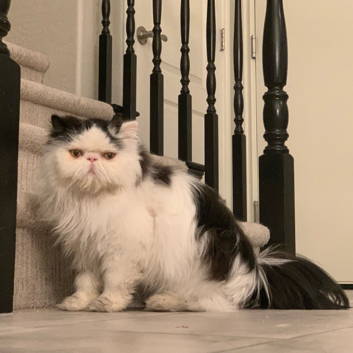 Best Las Vegas Cat Sitter