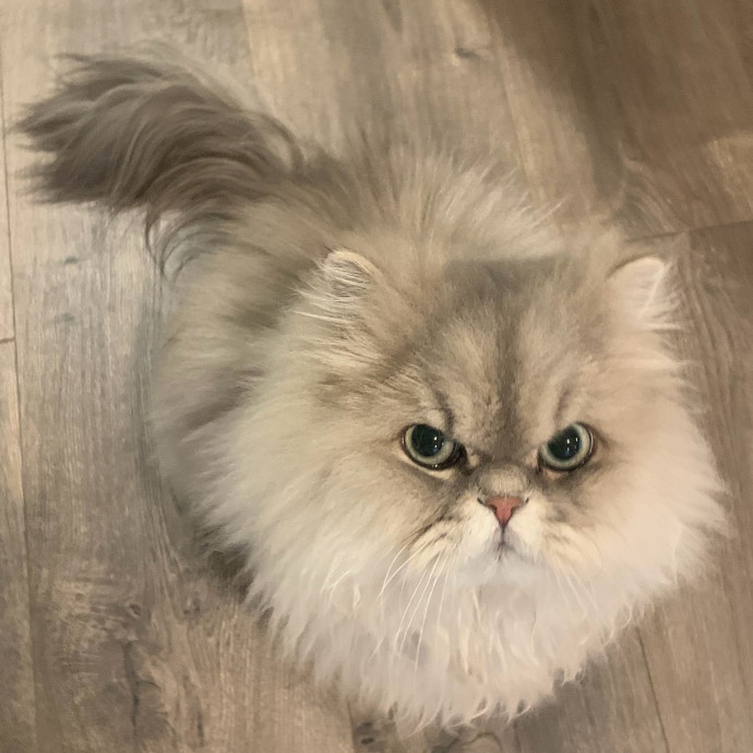 Best Las Vegas Cat Sitter