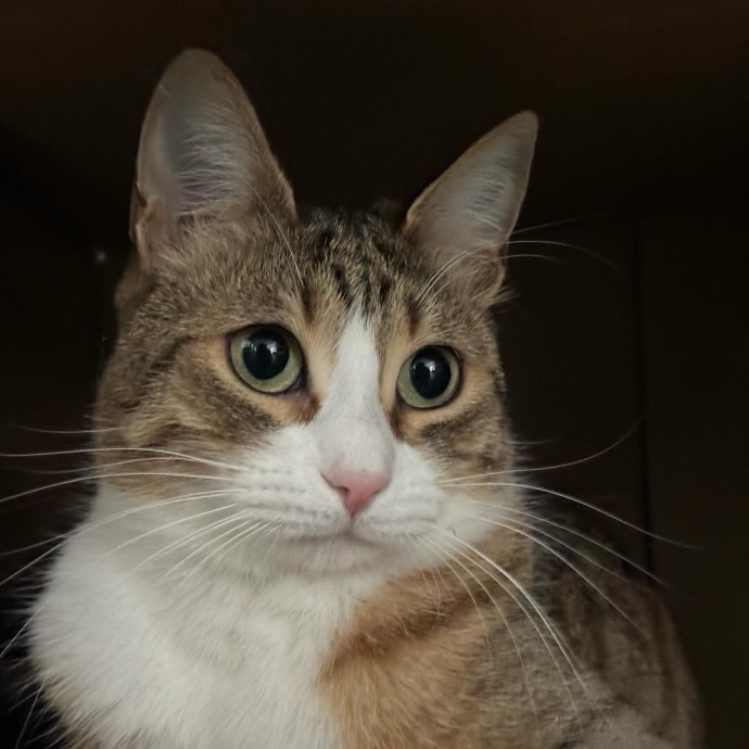 Best Las Vegas Cat Sitter