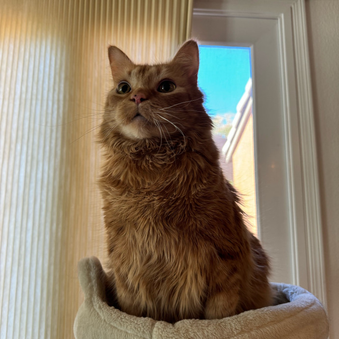 Best Las Vegas Cat Sitter