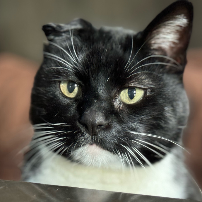 Best Las Vegas Cat Sitter