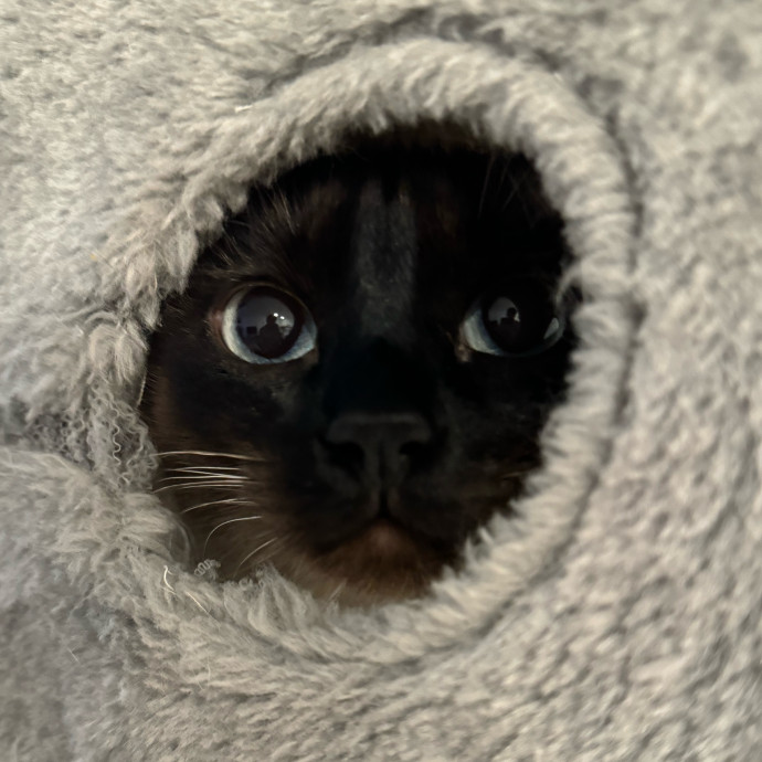 Best Las Vegas Cat Sitter