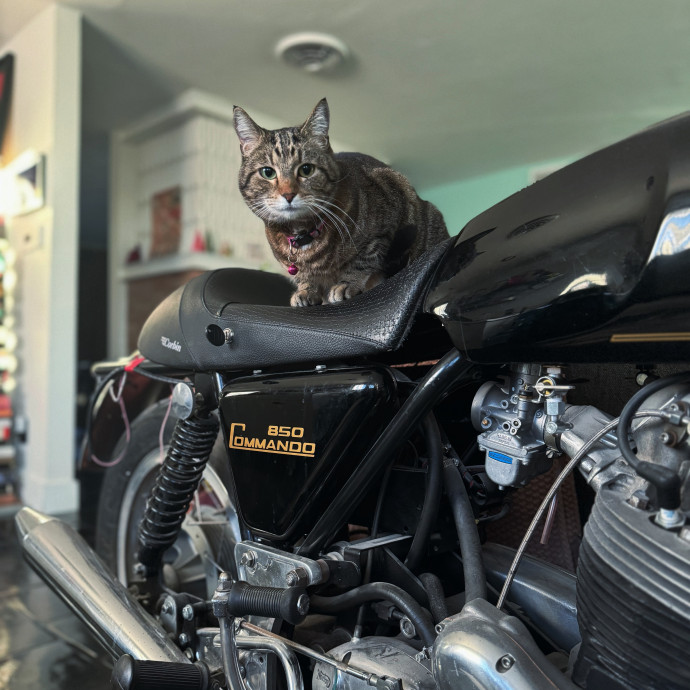 Best Las Vegas Cat Sitter