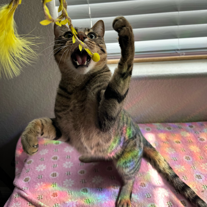 Best Las Vegas Cat Sitter