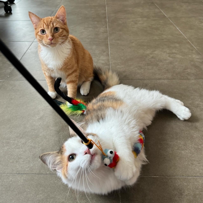 Best Las Vegas Cat Sitter