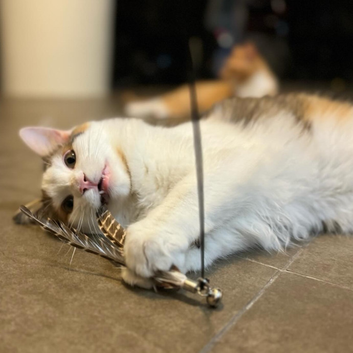 Best Las Vegas Cat Sitter