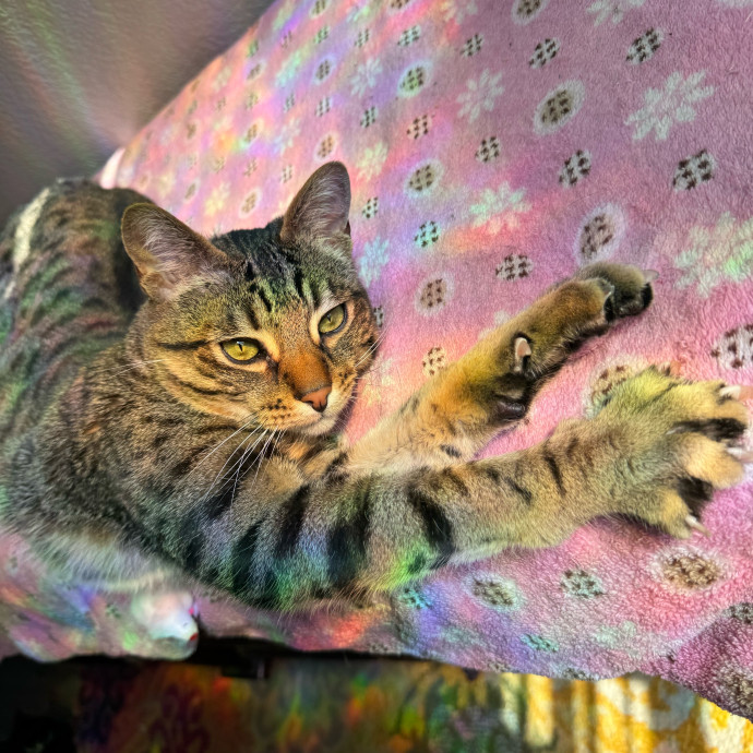 Best Las Vegas Cat Sitter