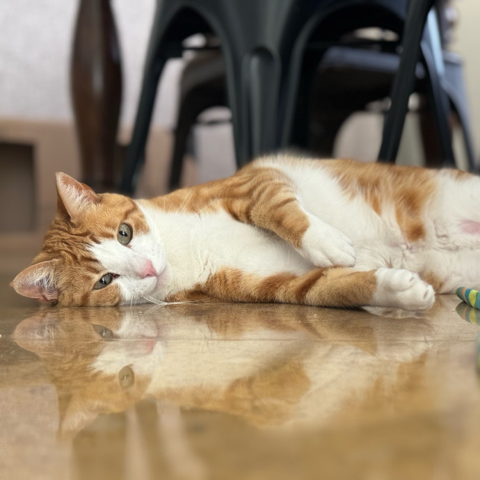 Best Las Vegas Cat Sitter