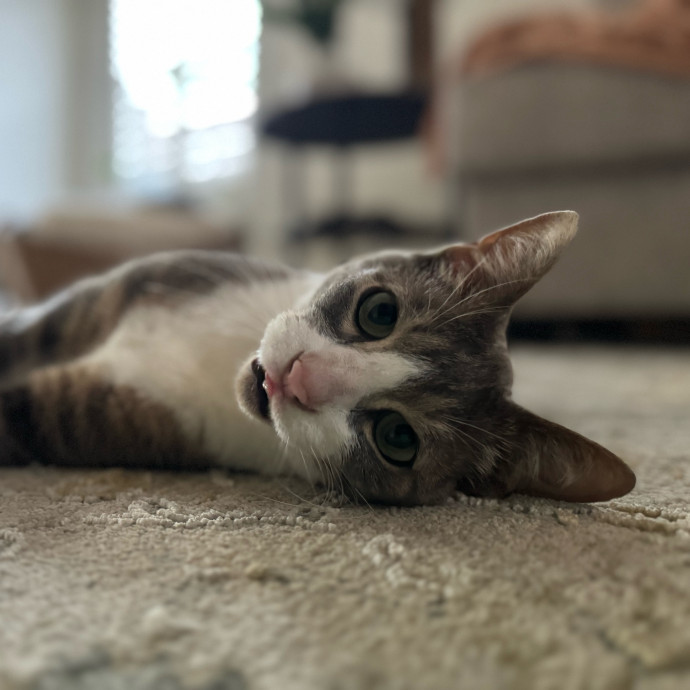 Best Las Vegas Cat Sitter