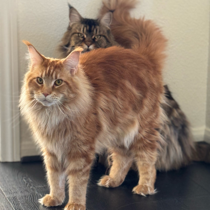 Best Las Vegas Cat Sitter