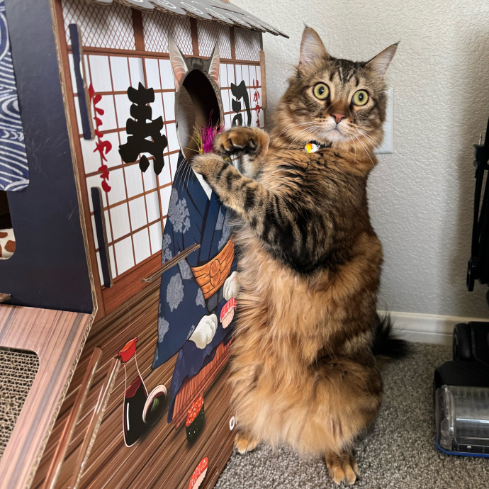 Best Las Vegas Cat Sitter