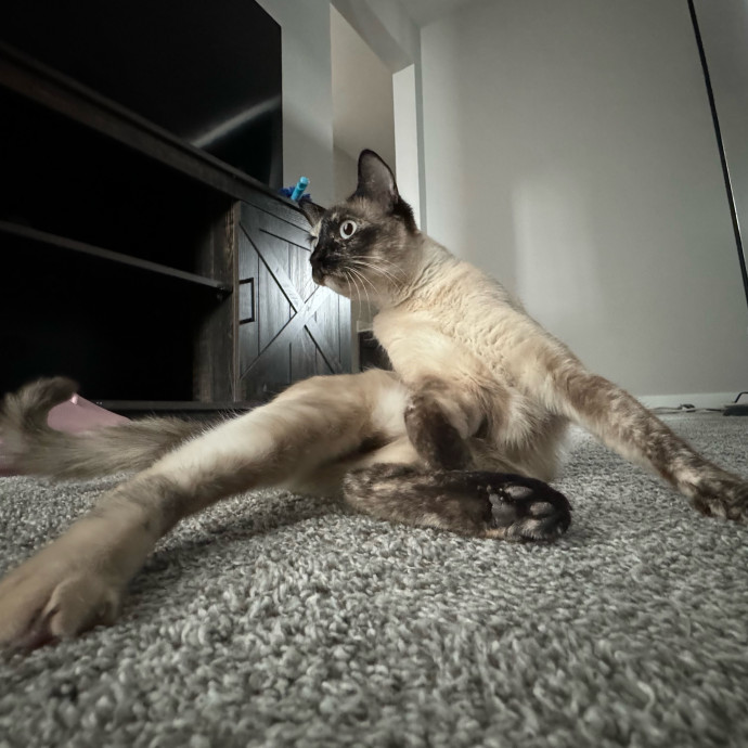 Best Las Vegas Cat Sitter