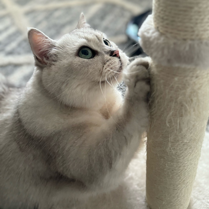 Best Las Vegas Cat Sitter