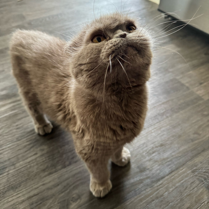 Best Las Vegas Cat Sitter