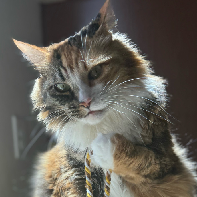Best Las Vegas Cat Sitter