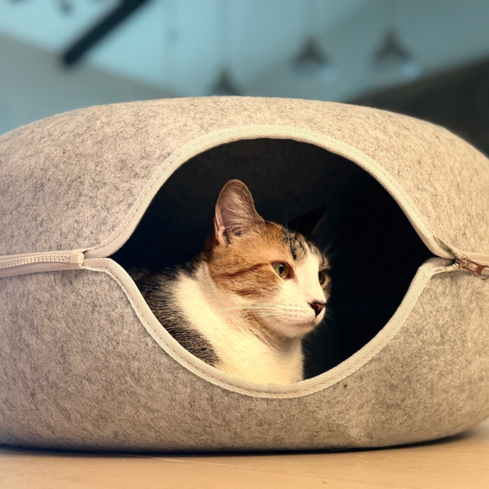 Best Las Vegas Cat Sitter