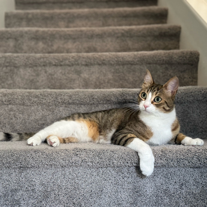 Best Las Vegas Cat Sitter