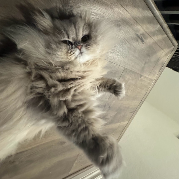 Best Las Vegas Cat Sitter