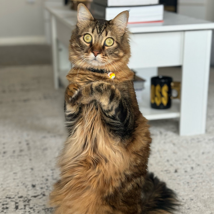 Best Las Vegas Cat Sitter