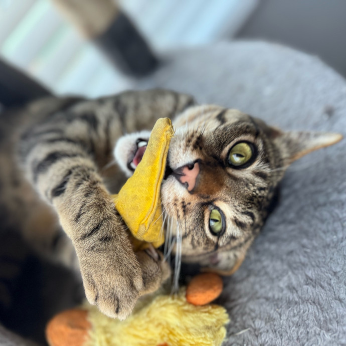 Best Las Vegas Cat Sitter