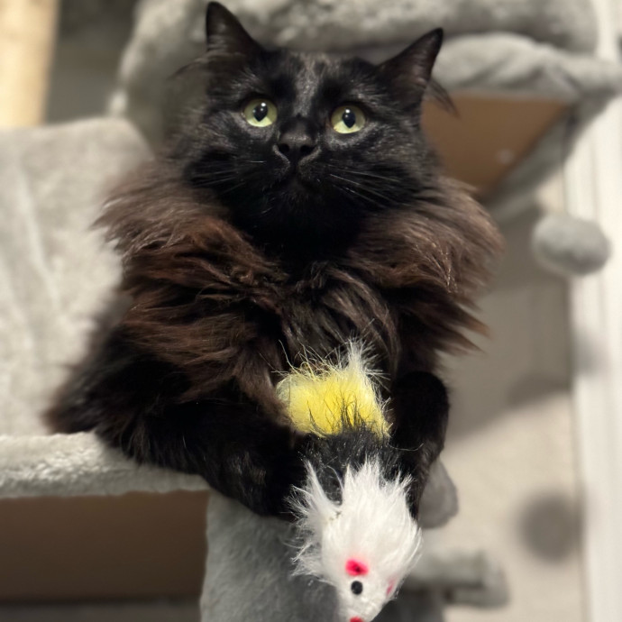 Best Las Vegas Cat Sitter
