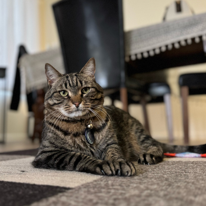 Best Las Vegas Cat Sitter