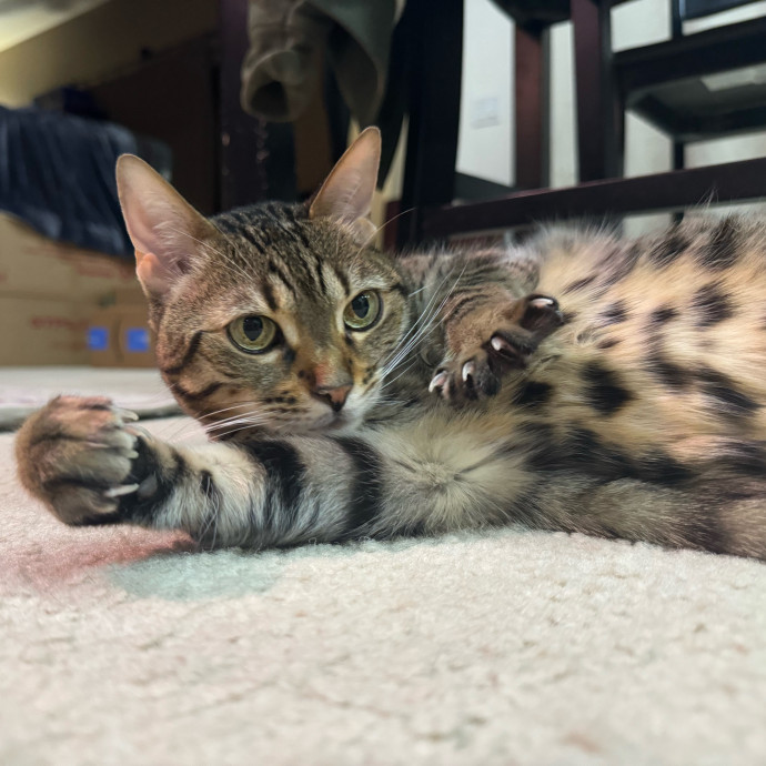Best Las Vegas Cat Sitter